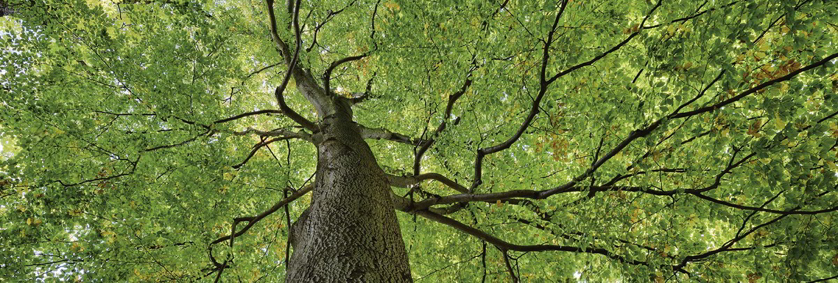 Ein großer Baum von unten nach oben fotografiert mit einem dicken Stamm und vielen grünen Blättern.